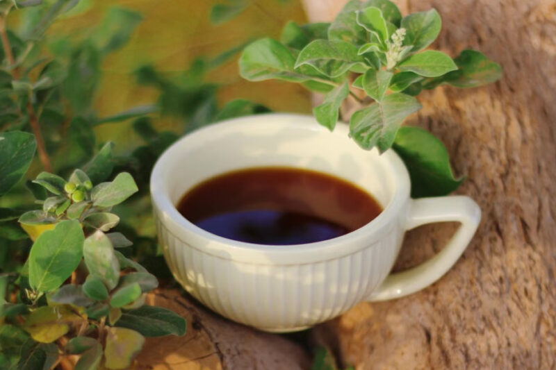Cuban Oregano Tea