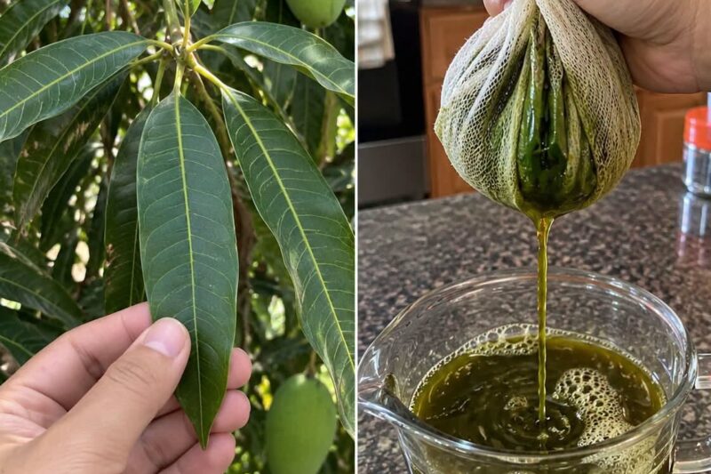 Mango Leaf Juice